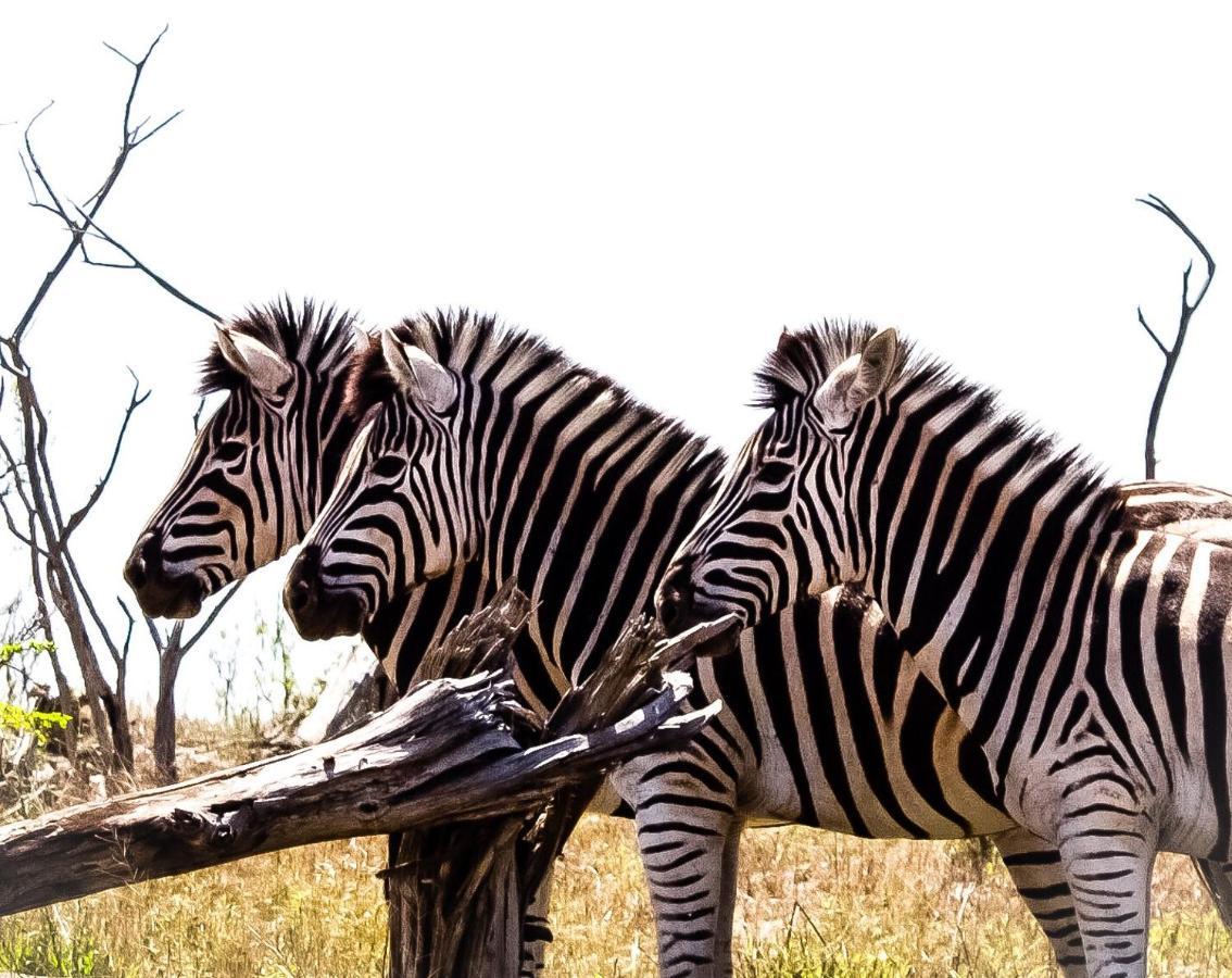 Muweti Bush Lodge Grietjie Game Reserve ภายนอก รูปภาพ