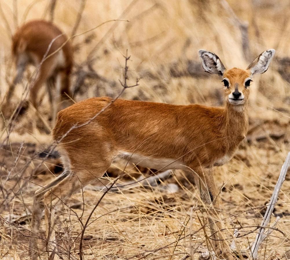 Muweti Bush Lodge Grietjie Game Reserve ภายนอก รูปภาพ