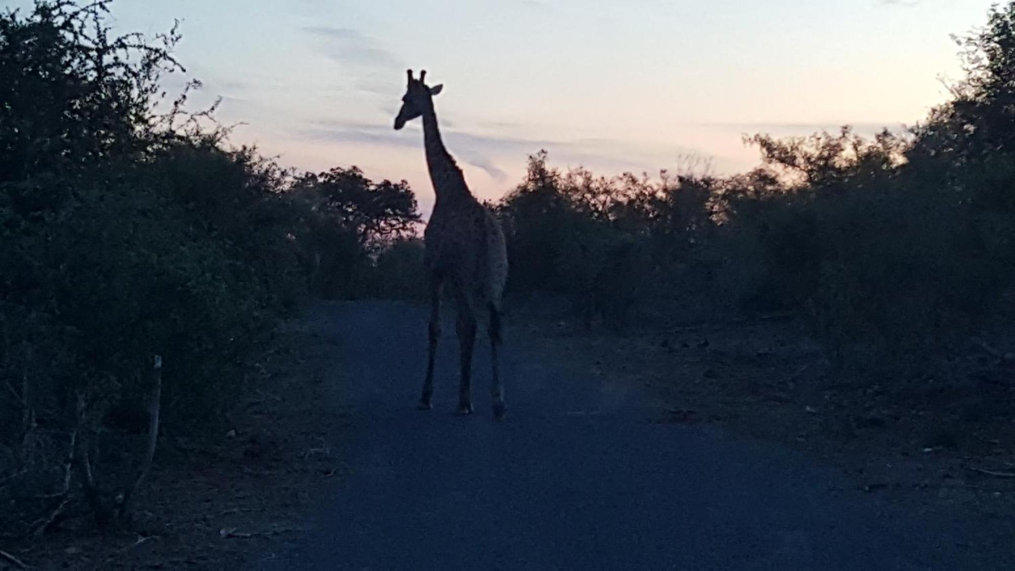 Muweti Bush Lodge Grietjie Game Reserve ภายนอก รูปภาพ