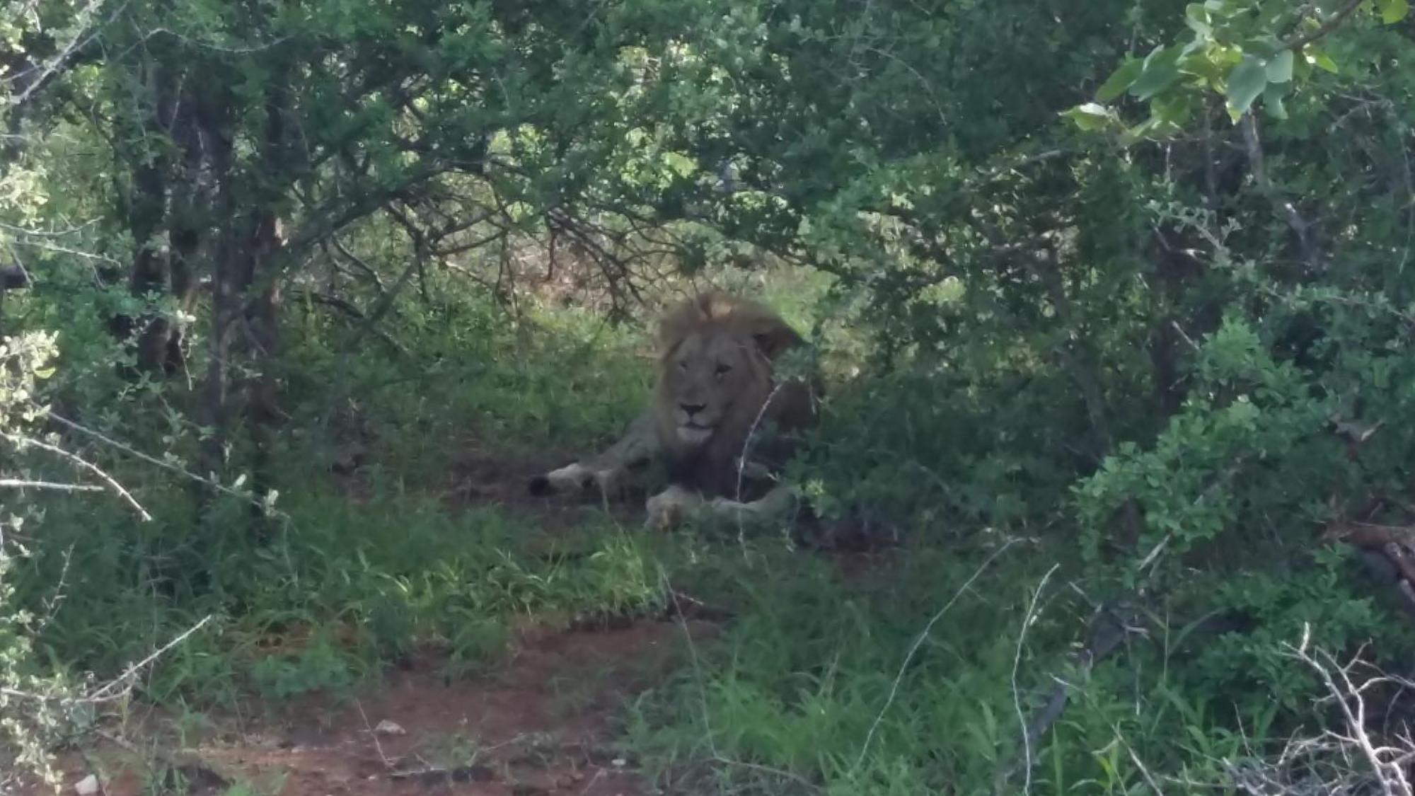 Muweti Bush Lodge Grietjie Game Reserve ภายนอก รูปภาพ