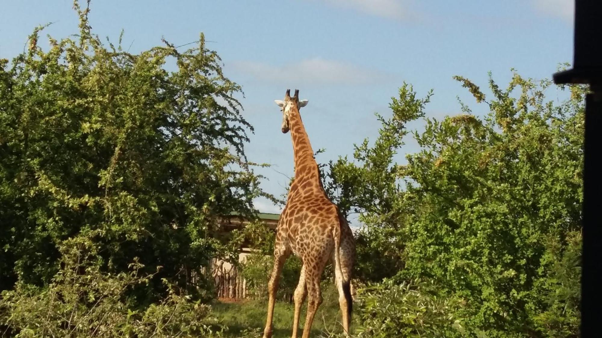 Muweti Bush Lodge Grietjie Game Reserve ภายนอก รูปภาพ