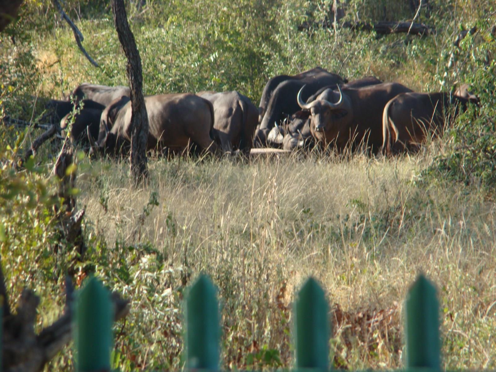 Muweti Bush Lodge Grietjie Game Reserve ภายนอก รูปภาพ