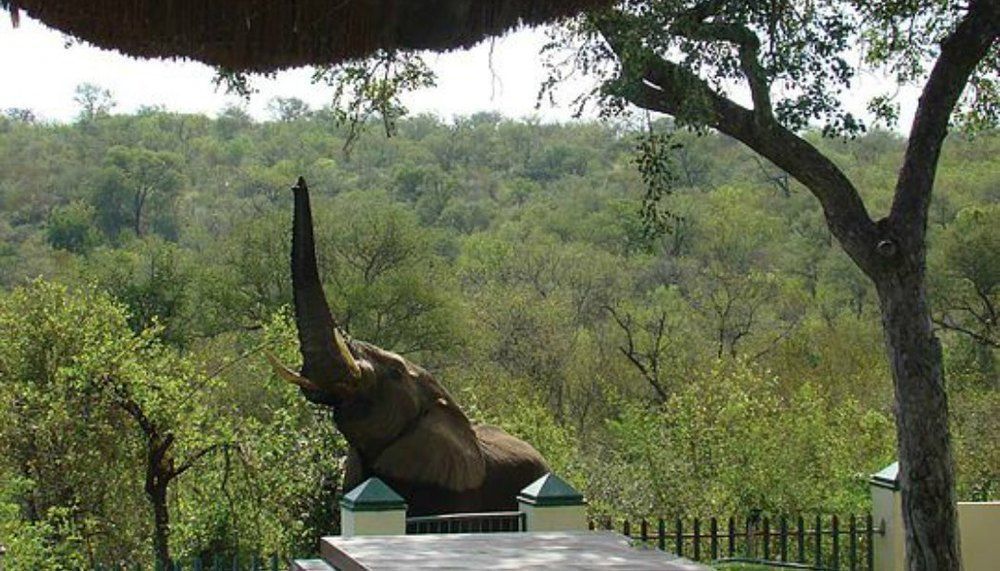 Muweti Bush Lodge Grietjie Game Reserve ภายนอก รูปภาพ