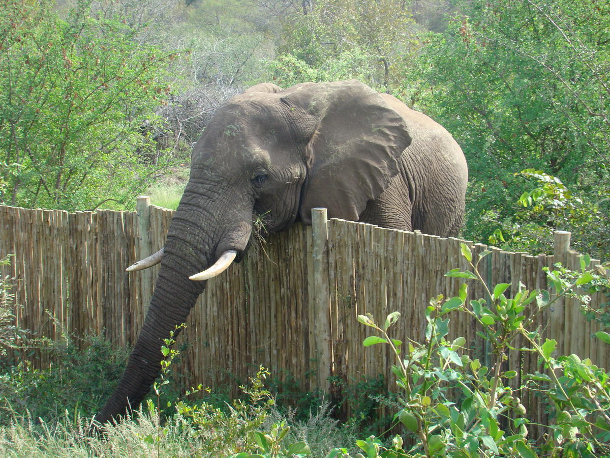 Muweti Bush Lodge Grietjie Game Reserve ภายนอก รูปภาพ