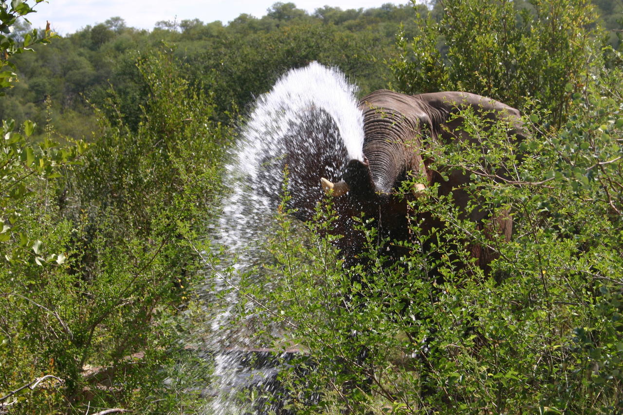 Muweti Bush Lodge Grietjie Game Reserve ภายนอก รูปภาพ