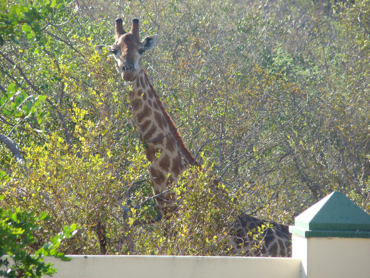 Muweti Bush Lodge Grietjie Game Reserve ภายนอก รูปภาพ