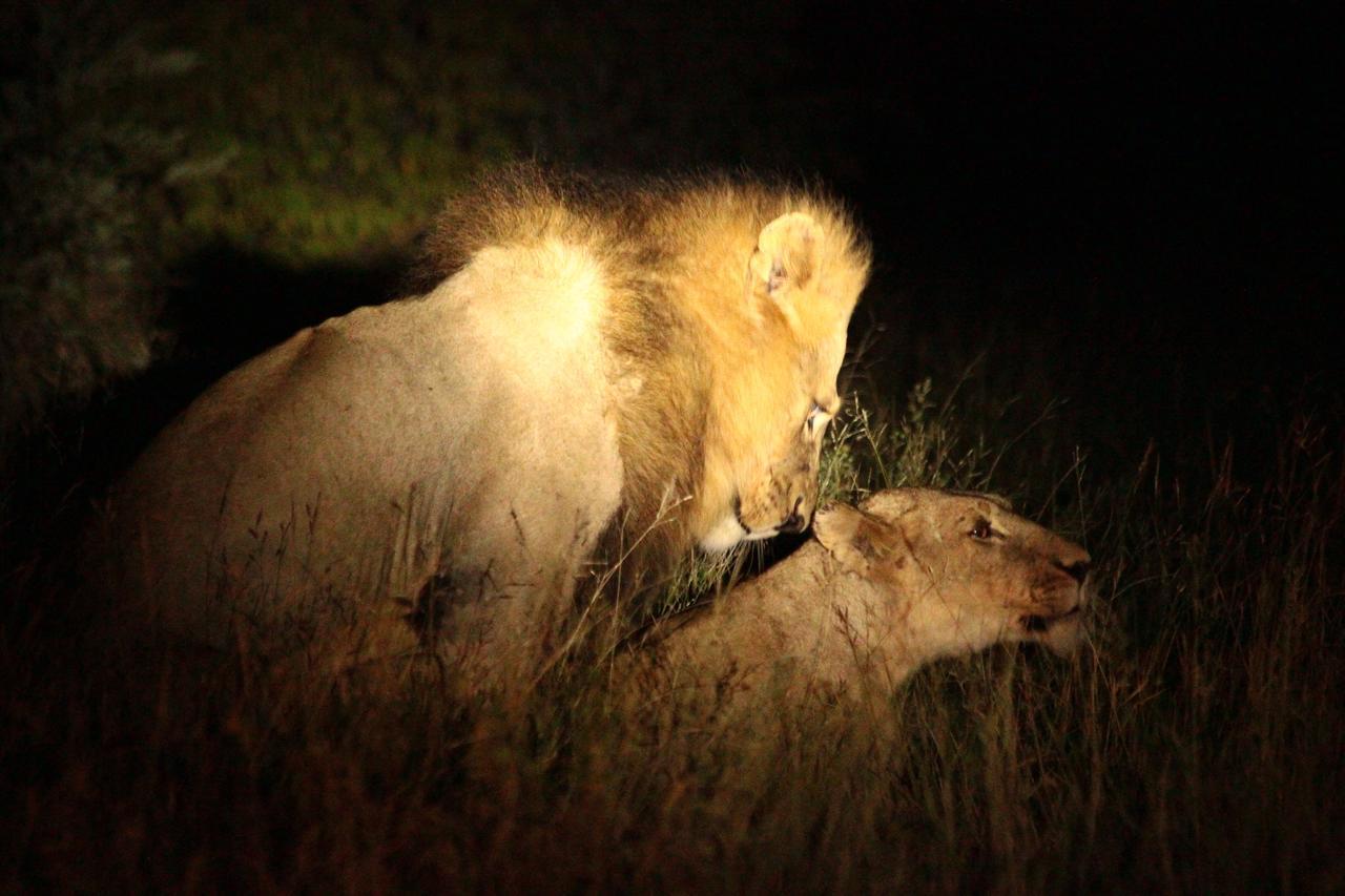 Muweti Bush Lodge Grietjie Game Reserve ภายนอก รูปภาพ