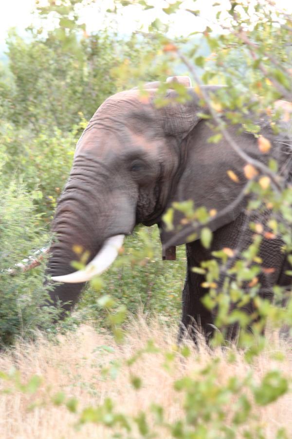 Muweti Bush Lodge Grietjie Game Reserve ภายนอก รูปภาพ