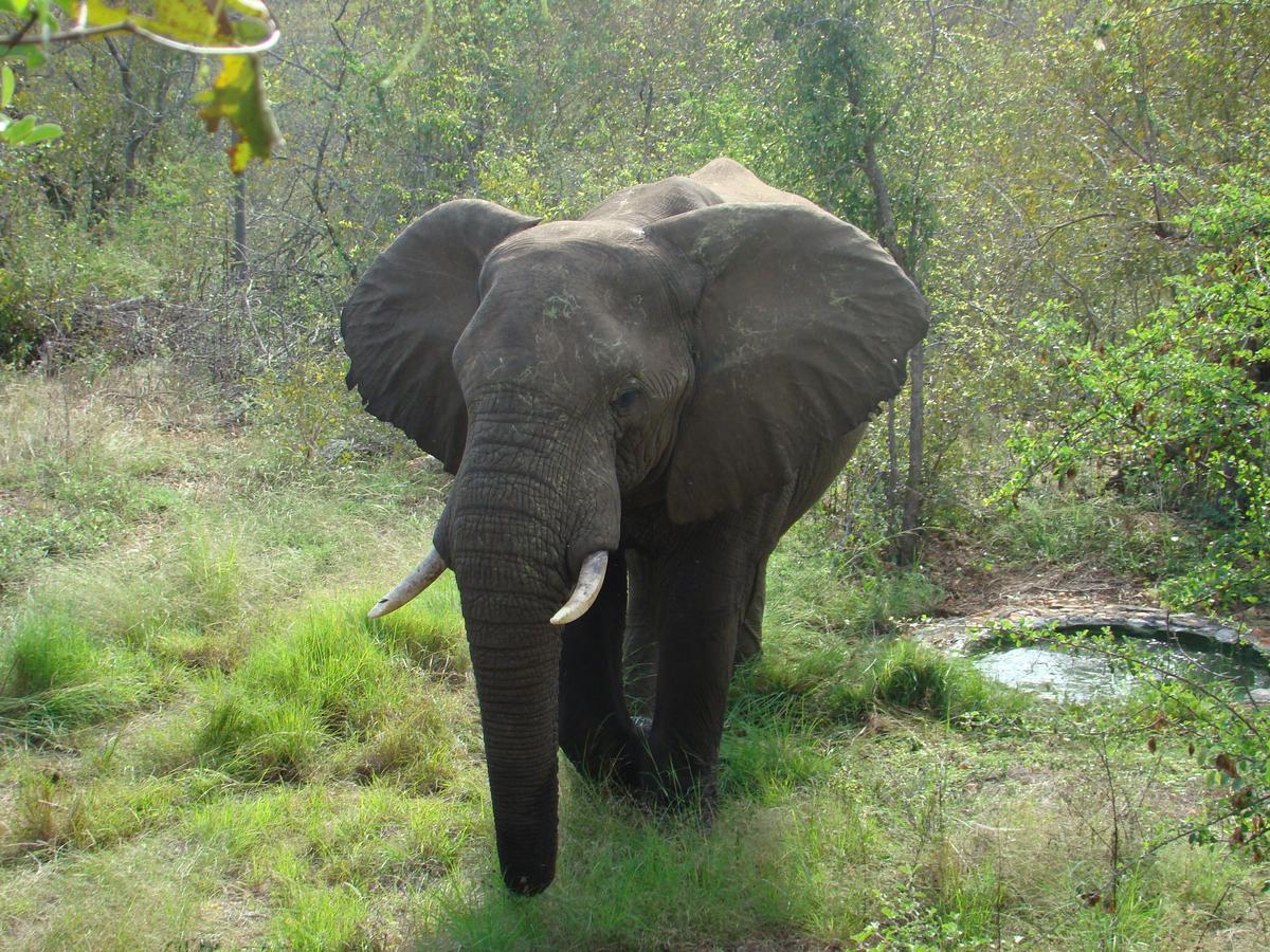 Muweti Bush Lodge Grietjie Game Reserve ภายนอก รูปภาพ