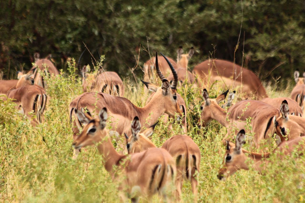 Muweti Bush Lodge Grietjie Game Reserve ภายนอก รูปภาพ