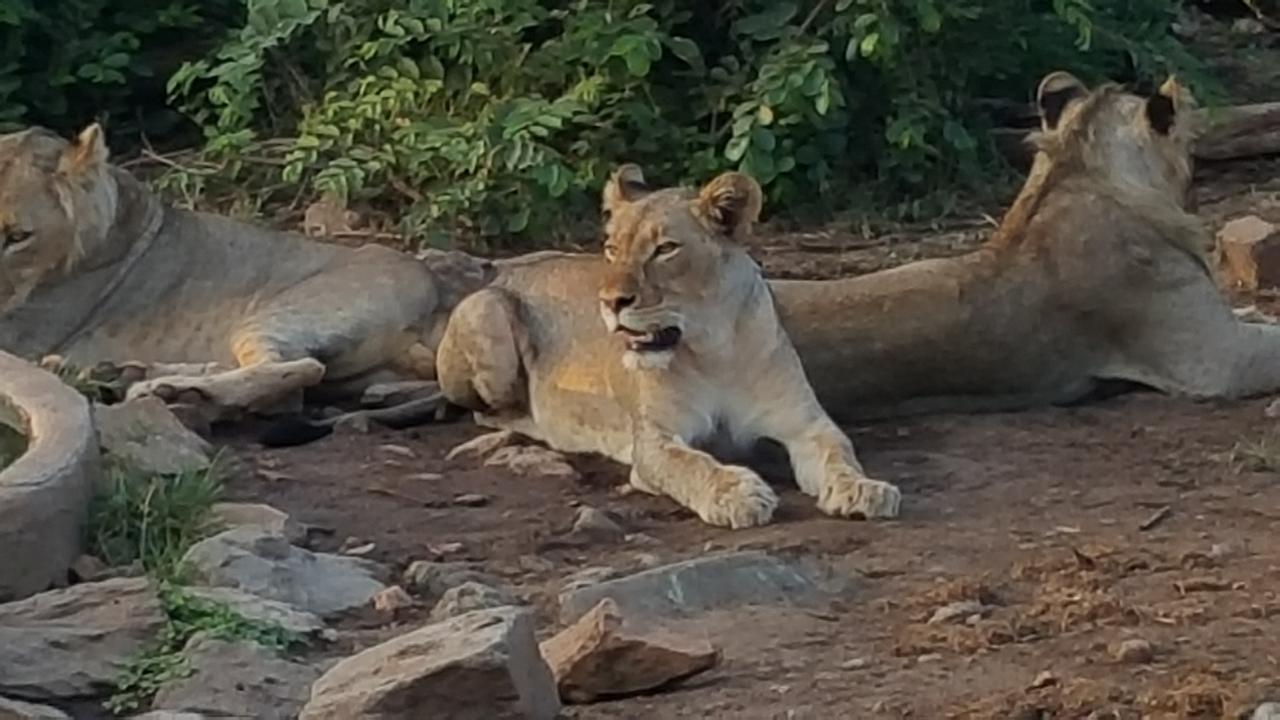 Muweti Bush Lodge Grietjie Game Reserve ภายนอก รูปภาพ