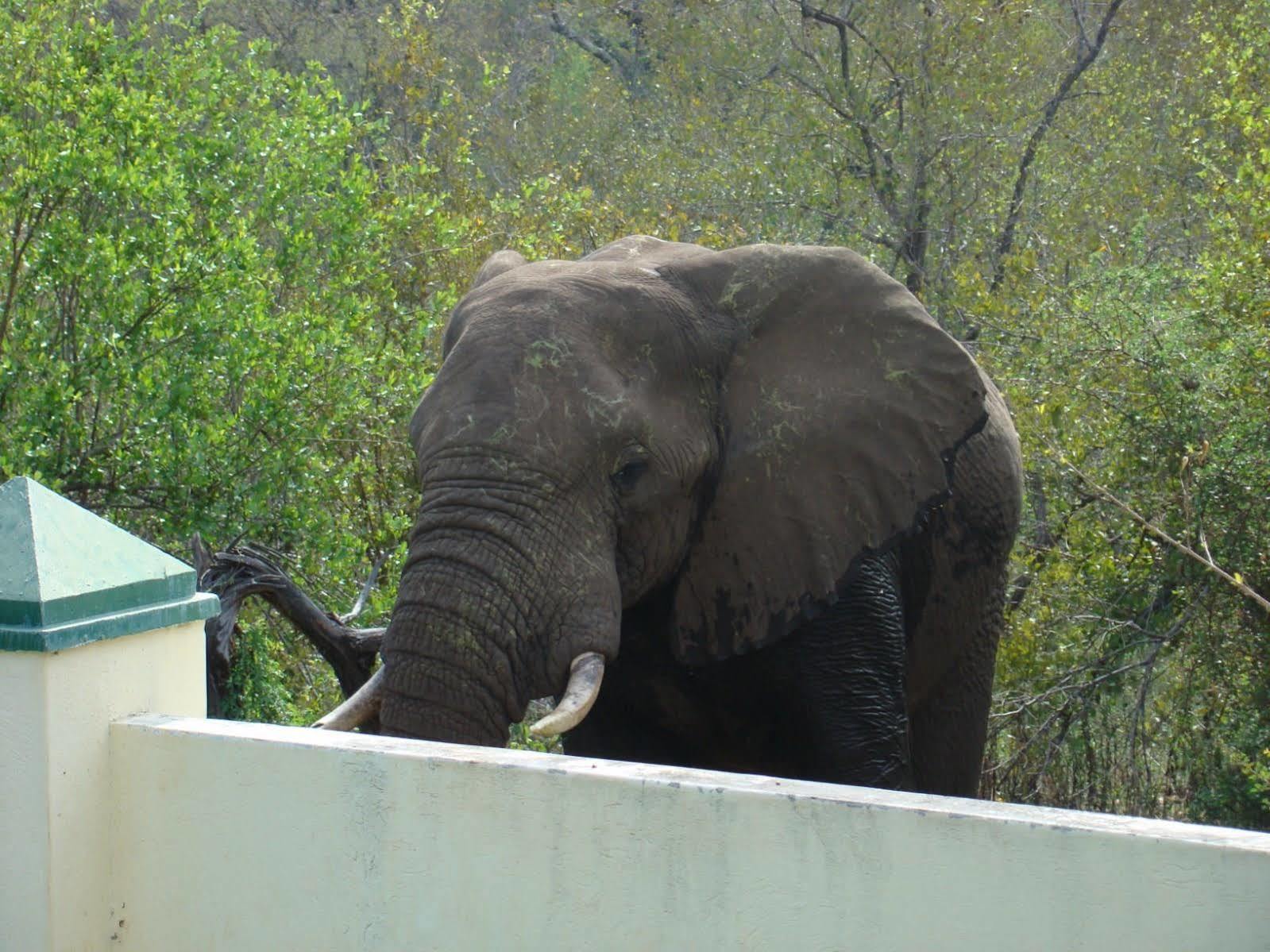 Muweti Bush Lodge Grietjie Game Reserve ภายนอก รูปภาพ